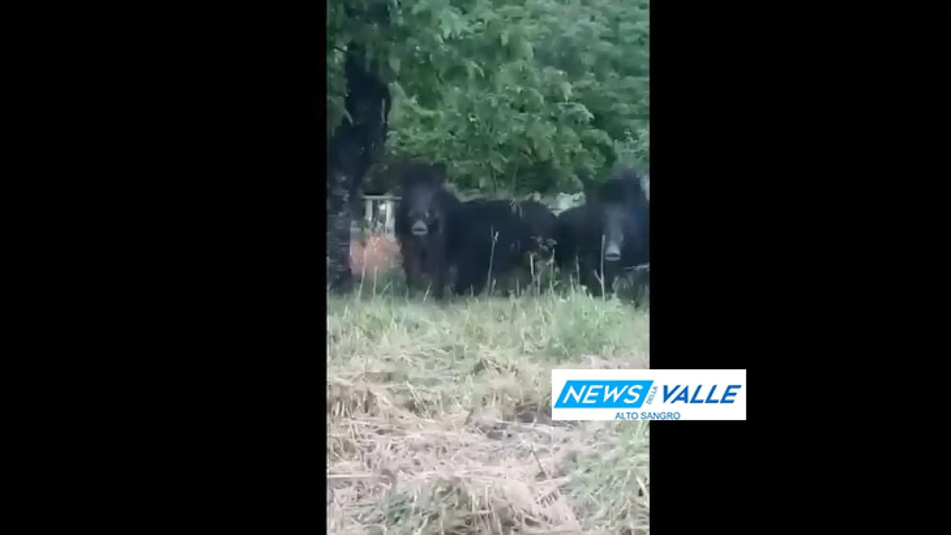 Sessano del Molise: paese invaso dai Cinghiali. Cittadini allarmati. Nuovi avvistamenti nei pressi di abitazioni private. Guarda il video